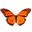 (Butterfly On Desktop)
