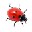 ư(Ladybug On Desktop)