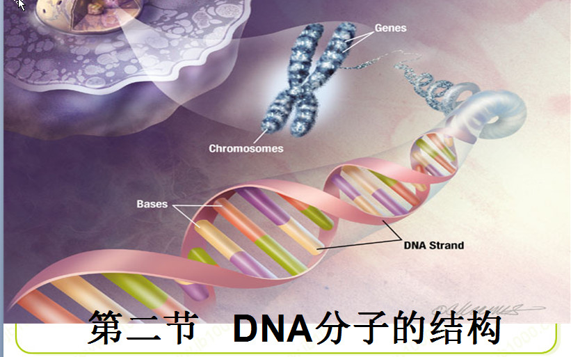 DNA分子的结构ppt课件截图0