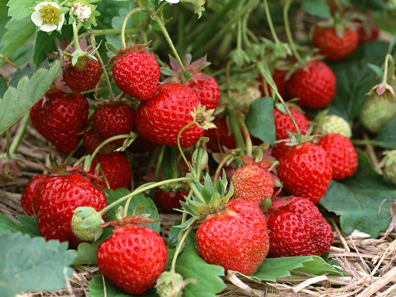 草莓图片_白的草莓图片大全 - 花卉网