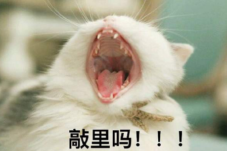 敲里吗表情包图片搞笑版带字动物版