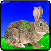 Rabbit Hunting Challenge(ս)