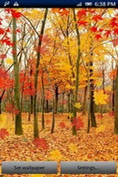 Autumn Livewallpaper HD(ҶֽAPP)ͼ