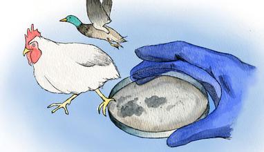 禽流感卡通图片免费下载|防止禽流感卡通图片