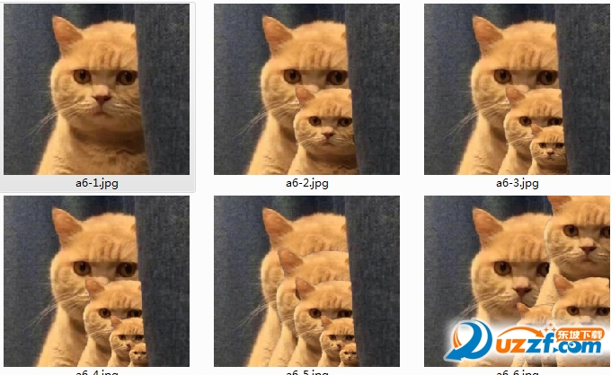 橘猫的凝视表情图片下载-你已经被橘猫锁定表情包完整