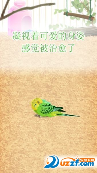 Ϸ(parakeet)ͼ