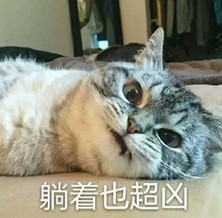 超凶猫咪表情包免费下载