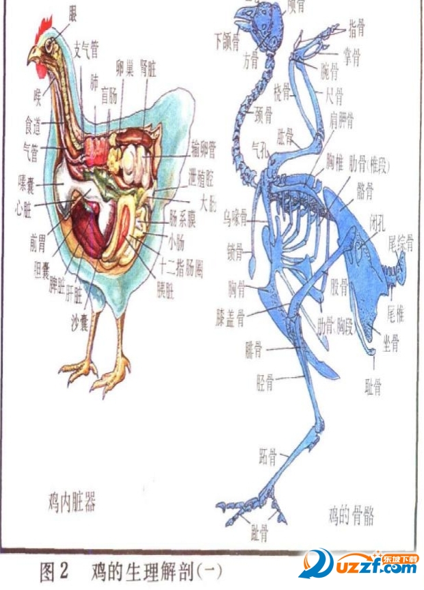 鸡鸭鹅病防治彩色图册pdf 高清完整版