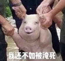 台风中获救的猪表情包下载|台风中获救的猪表