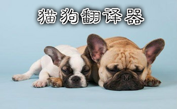 猫狗翻译器