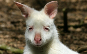 ������Ƶ��������