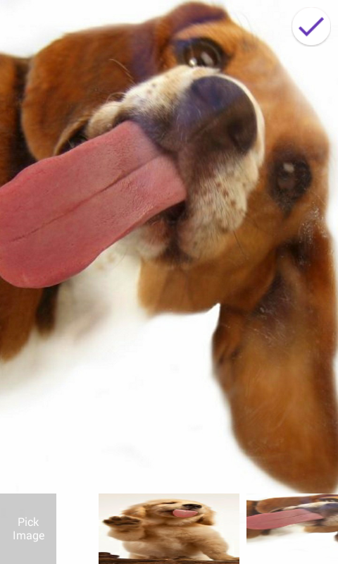 Dog Licks Lock Screen(ֽ)ͼ