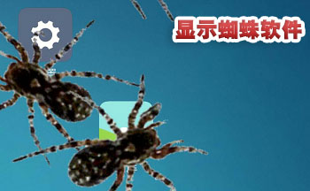桌面显示蜘蛛app