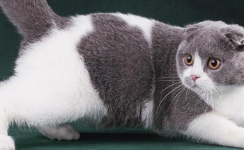 猫在屏幕上抓鱼的软件