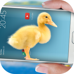 Duck in Phone Quacking Joke(ĻʾѼapp)1.0 ׿°