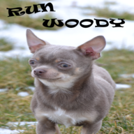 Ͽ(Run Woody)1.11 ׿°
