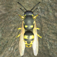 3DƷģ(Wasp Nest Simulator 3D)1.3.7 ֻ