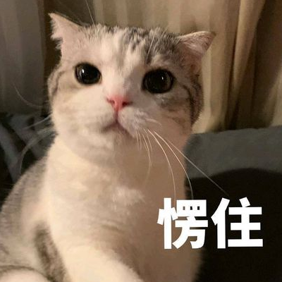 教育素材 素材下载 → 明日方舟斗图搞笑表情包素材 免费版  动物猫咪