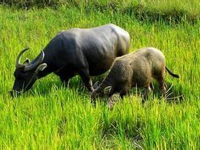 老牛吃嫩草的表情包