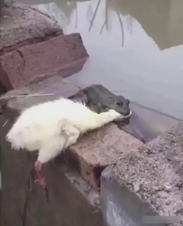 老牛吃嫩草的表情包