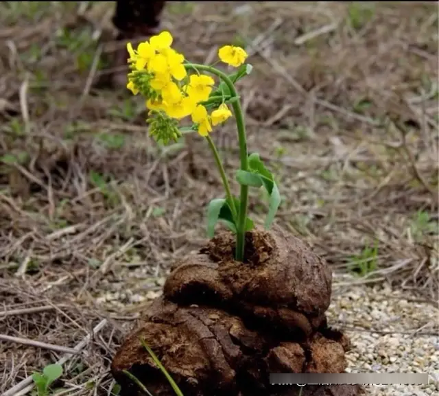 老牛吃嫩草的表情包
