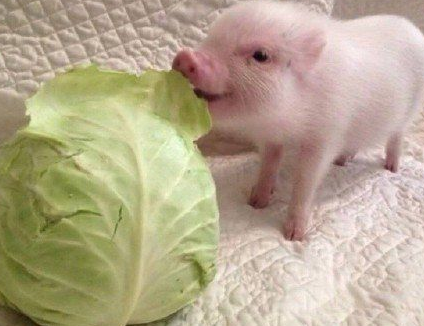 老牛吃嫩草的表情包