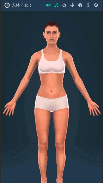 Human body (female)(ϵͳŮ3D)ͼ
