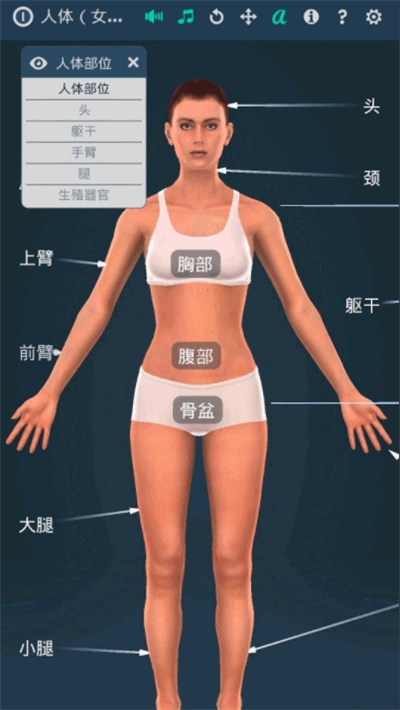 Human body (female)(ϵͳŮ3D)ͼ