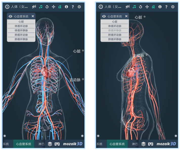 3DHuman body (male)ͼ