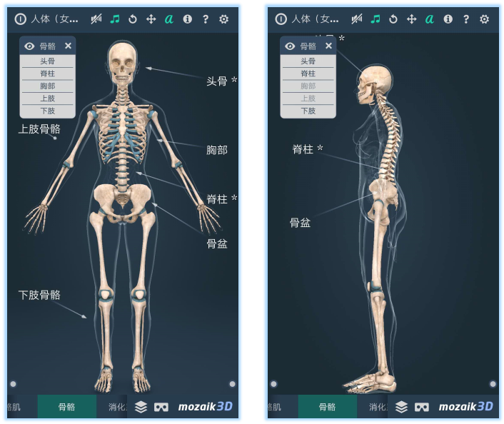 3DHuman body (male)ͼ