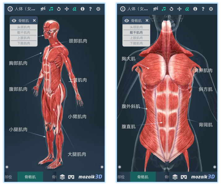 3DHuman body (male)ͼ