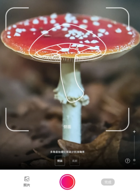 Ģʶɨһɨ(Picture Mushroom)