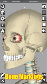 3D Anatomyi߼؈D