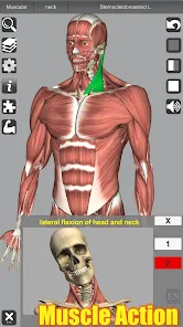 3D Anatomyi߼؈D