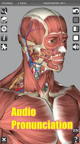 3D Anatomyi߼؈D