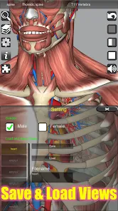 3D Anatomyi߼؈D