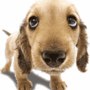 dog.gif