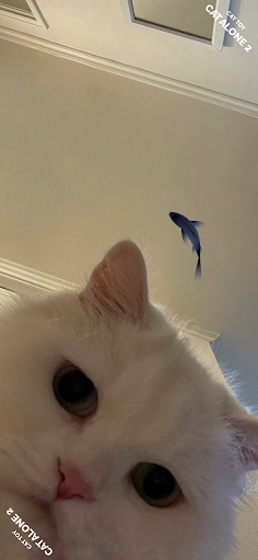 CatAlone2؈Α