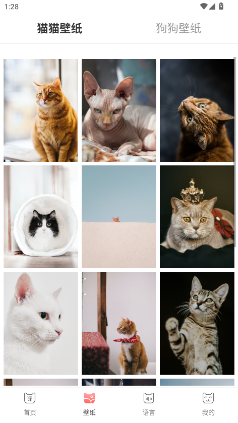 ｻܛCat Translation؈D