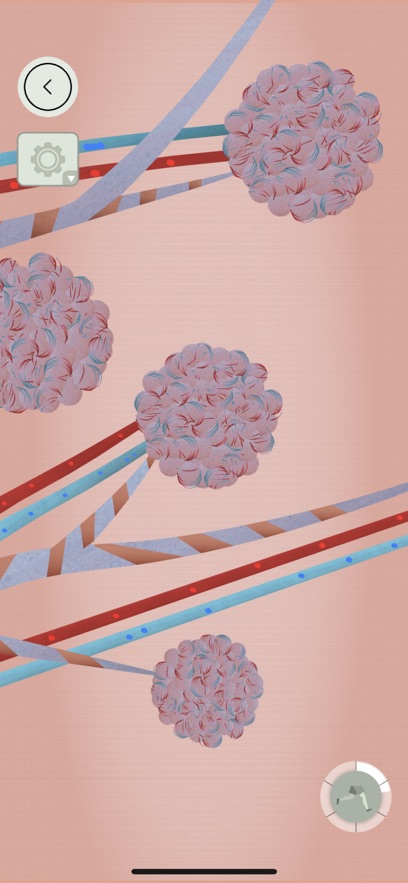人体探秘Anatomix安卓版 人体探秘Anatomix安卓版