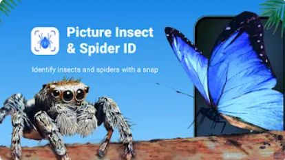 Picture Insect�ٷ�����