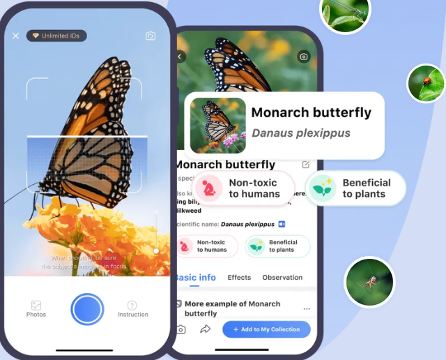 Picture Insect�ٷ�����