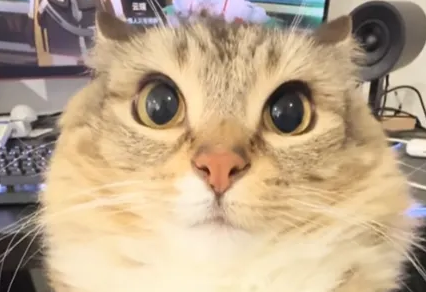 巴巴博一音效库 巴巴博一音效库