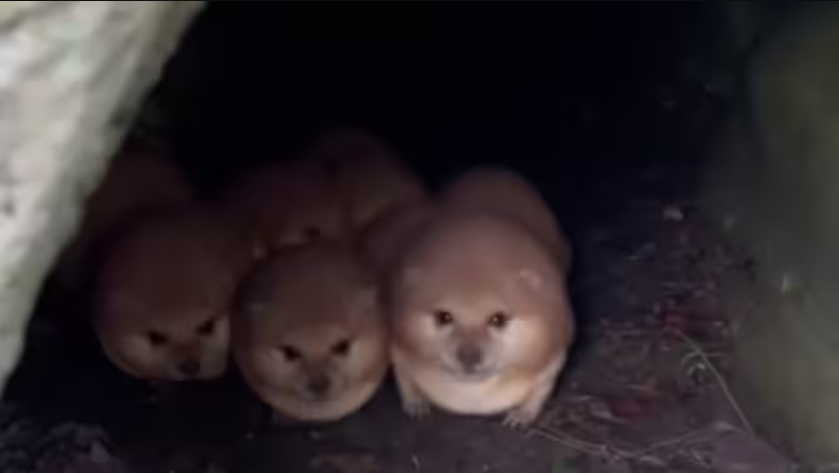 我的刀盾app截图