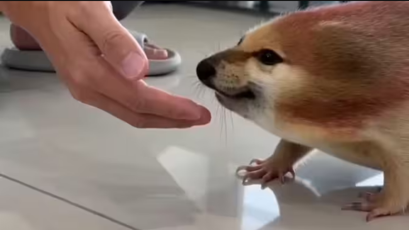 我的刀盾app截图