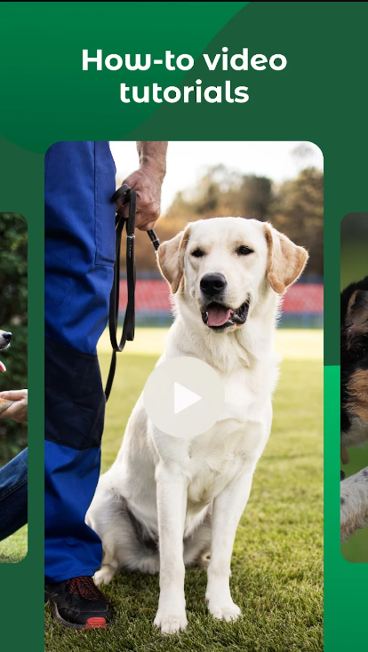 Dogo����ѵ��������ͼ