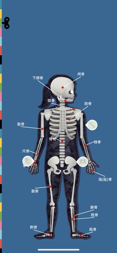 人体探秘Anatomix安卓版截图