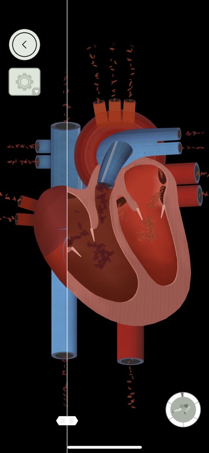 人体探秘Anatomix安卓版截图