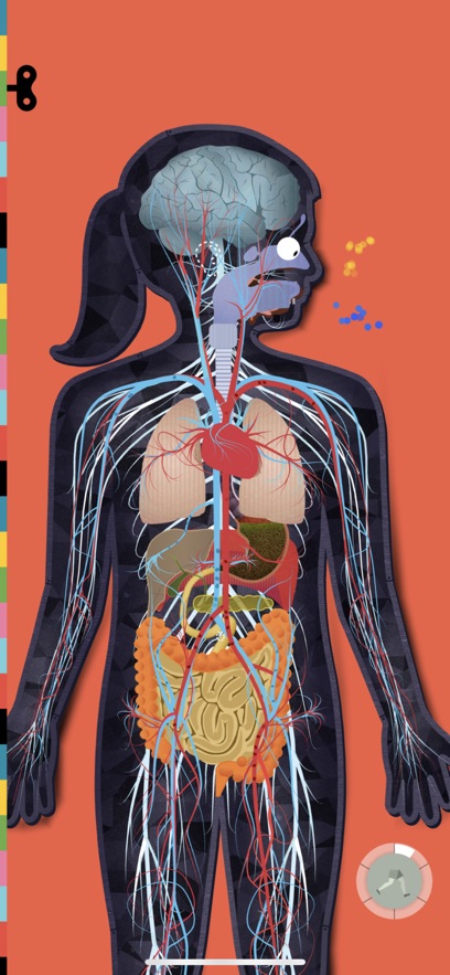 人体探秘Anatomix安卓版截图