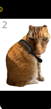 给猫梳毛游戏 给猫梳毛游戏